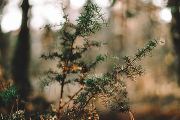 pine in the forest