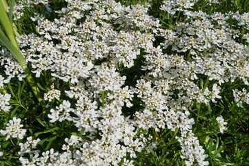 Obraz premium A beautiful sunny photo of white flowers in a flower bed - Iberis. Green and white background