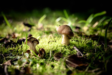 Mushrooms in a dark forest
