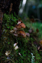 Mushrooms in a dark forest