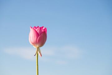 Beautiful lotus flower with sky background. This is the flower of the Buddha.