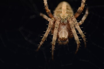 spider on a web