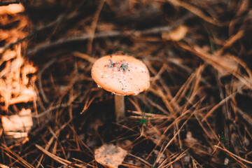 mushroom in the forest