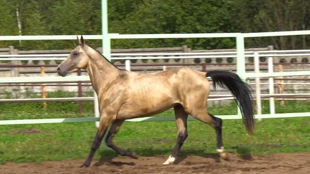 Beautiful trot by a buckskin akhal-teke horse in slow-motion