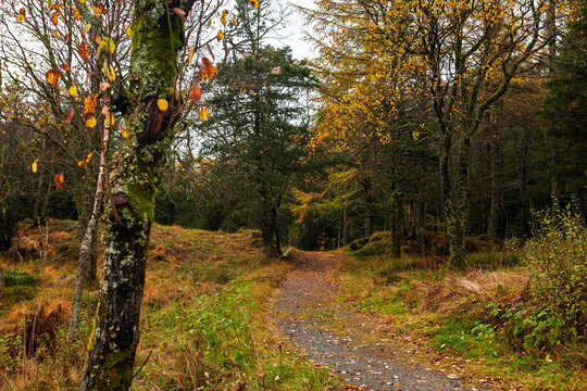 Forest trail in Autumn, Mount Fløyen, Bergen, Norway