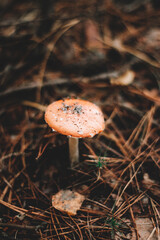 mushroom in the forest