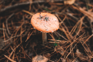 mushroom in the forest