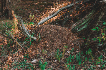 anthill in the forest