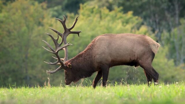 Bull Elk Video Clip in 4k