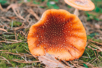 mushroom in the forest