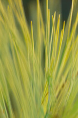 Abstract defocused soft closeup of pine needles.