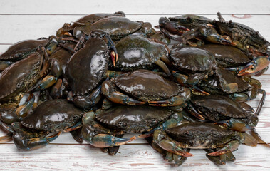 Giant mud Crabs,Thailand mud Crabs