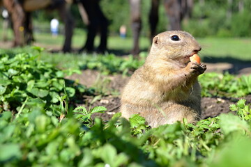 Naklejka na ściany i meble Ground squirrel I eat carrots in a green meadow