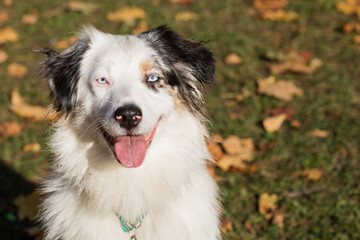  Australian shepherd with open mouth closeup portrait in autumn forest