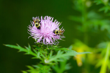 Two bees on a purple flower