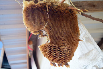 Bees in the old hive