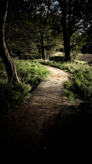 Dark forest in scotland