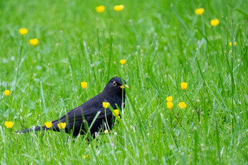 Mirlo Común.Turdus merula