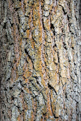 Embossed bark of an old oak. Bark texture background.