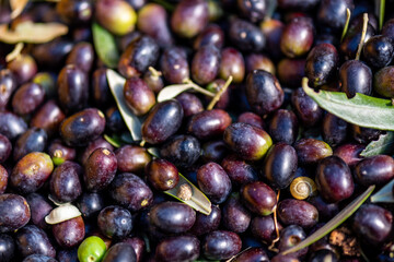 Olive, raccolto