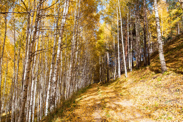 Obraz premium Autumn landscape. Beautiful birch trees. Walk in the birch forest. Natural background. Place to insert text.