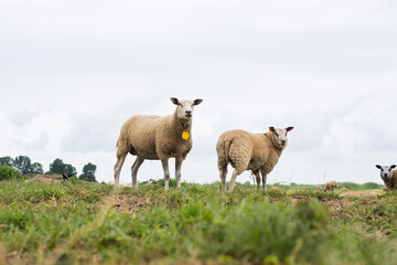 Obraz premium Group of sheep in a Dutch meadow