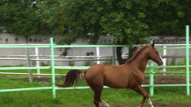 Running chestnut horse at slow-motion in paddock