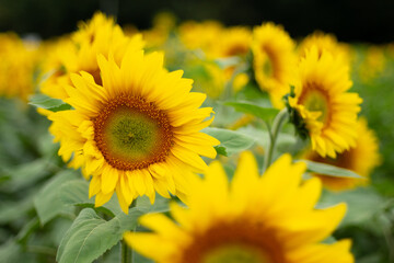 Fototapeta premium tournesol fleur jaune été graine