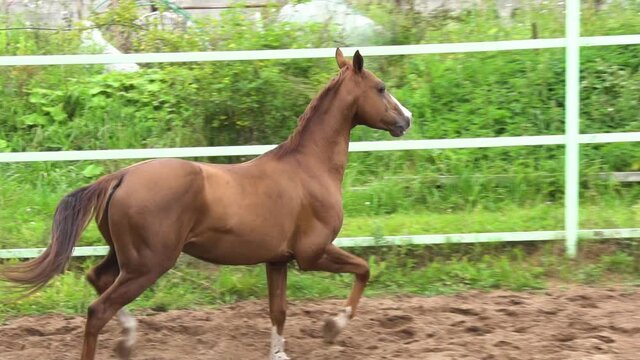 Muscled chestnut horse at the trot in slow-motion