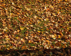 The fallen autumn foliage lies on the ground.