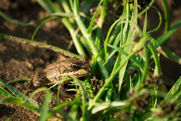 The marsh frog (lat. Pelophylax ridibundus)