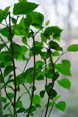 green flower stands on the window close-up