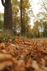 the yellow foliage. orange foliage.