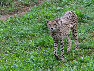 cheetah still looking at camera
