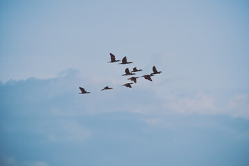 Cormorants in flight(shadow) in a cinematic sky view