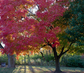 Naklejka premium Brilliant fall colors bursting with yellow, red and orange on stately old maple trees in an Illinois forest preserve. 