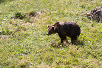 Ours des Pyrénées espagne