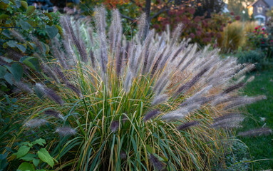 Pennisetum alopecuroides, Red Head fountain grass has snazzy bottlebrush plumes highlighted by the early dusk light
