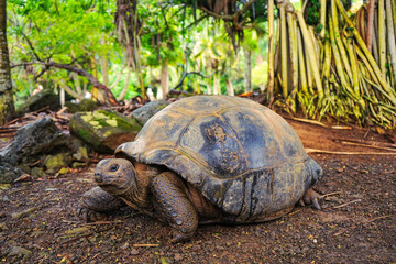 Beautiful turtle in wild animal reservation  