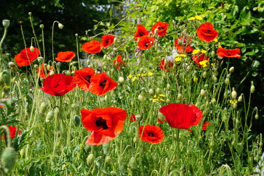 close view bright red poppies in urban setting on old airfield with blue sky