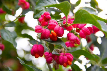 euonymus europaeus close up