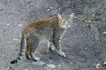 A gray tabby cat stands on the ground and looks around.
