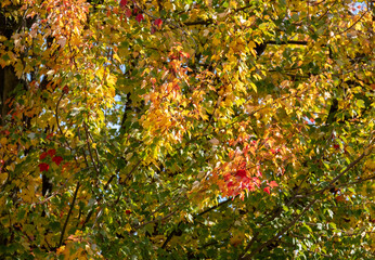 Red maple tree, also known as Acer Rubrum, in a blaze of colour in autumn. Photographed in Pinner, Middlesex, UK