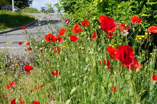 close view bright red poppies in urban setting on old airfield with blue sky