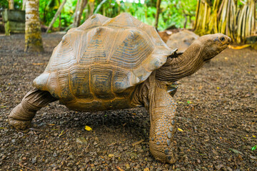 Beautiful turtle in wild animal reservation