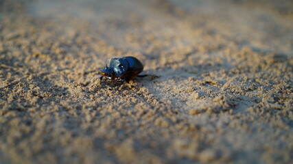 Scarab creeping on sand. Insects life.