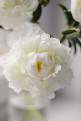 White peonies bouquet in a glass vase on a blurred grey background. Selective focus