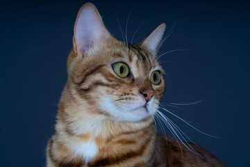 Bengal cat close-up portrait.