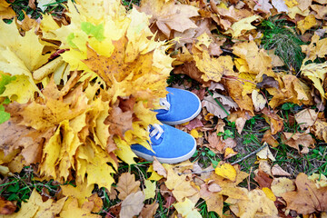 Blue sneakers with yellow autumn leaves. The concept of walking