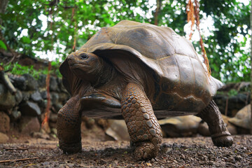 Fototapeta premium Beautiful turtle in wild animal reservation